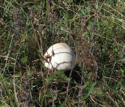 Прикрепленное изображение: DSCF5760.jpg